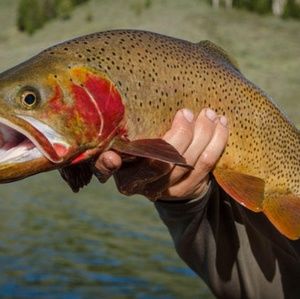 Meet your Posher, Steven